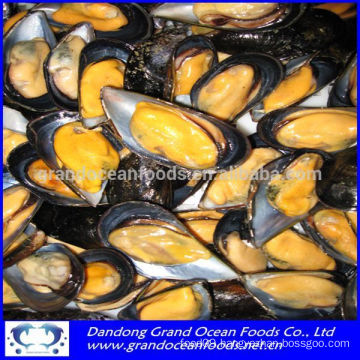 Blue Mussel meat in hot sale